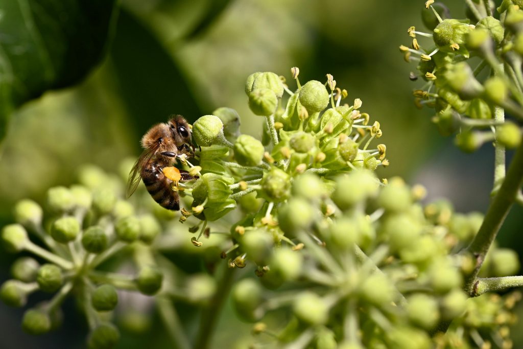 Are allergy shots worth it