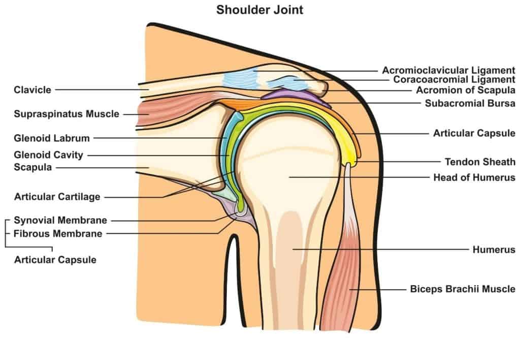 Anatomy of the Shoulder