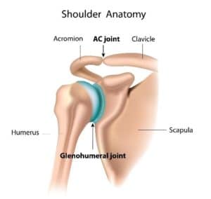 AC Joint Anatomy