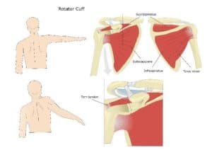 Rotator Cuff Anatomy