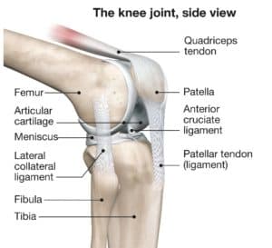 proximal tibia anatomy