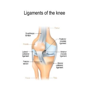 Knee Ligament Infographic 