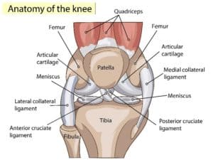 Anatomy of the Kneecap