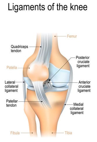 Knee Ligament Infographics