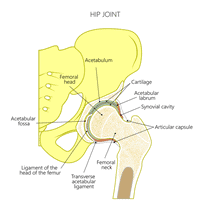 Hip Joint Illustration
