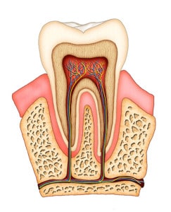 main-rootcanal
