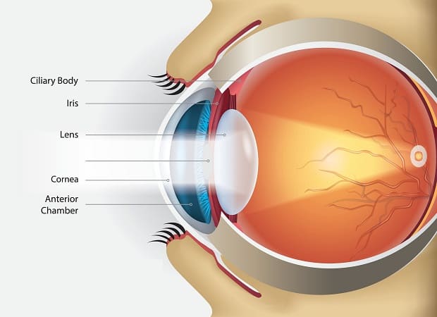 Eye Disease and Condition Treatment for St. Petersburg & Clearwater, FL