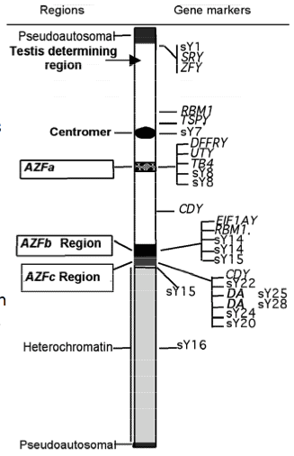 Genetics of Low Sperm Count