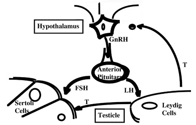 Spermatogenesis Process