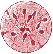 Sperm Mapping San Francisco